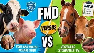 Thumbnail: Vesicular Disease: High Stakes