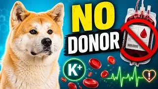 Thumbnail: Hidden Dangers in Akita Blood