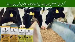 Thumbnail: Why Is Concentrate Feed (Wanda) Essential for Cattle During Summer?Veterinary Education