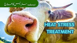Thumbnail: Heat Stress in Cattle: Causes, Treatment & Prevention Explained
