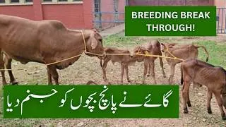Thumbnail: Future of Dairy Farming| IVRI’s Success with Indigenous Sahiwal Breed?Veterinary Education