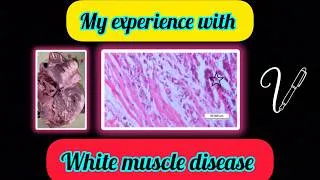 Thumbnail: White muscle disease in a lamb with unusual lesions distribution. #nutritionalmyopathy #Lamb #heart