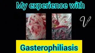 Thumbnail: Gasterophiliasis #Gasterophiliasis #gastriculcer #Gasterophilus #equinebot #donkey