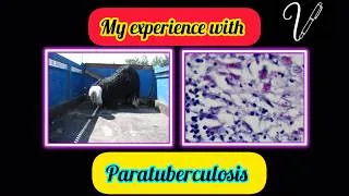 Thumbnail: Johne’s disease or Paratuberculosis