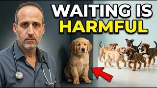 Thumbnail: Puppy Training Mistakes: Don't Wait Until They're Fully Vaccinated