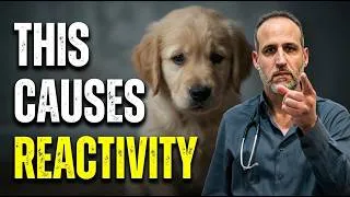 Thumbnail: The Puppy Socialization Myth That's Creating Behaviour Problems