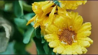Thumbnail: 4K Rain in the Forest | 1 HOUR Erik Satie Classical Piano for Deep Sleep (NO DRUMS, 432Hz)