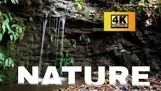 Thumbnail: Nature Ambience | 4k | Forest | Nepal 🇳🇵