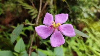 Thumbnail: Nature | Ambience | Nepal | VicBijay