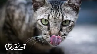 Thumbnail: 79 Percent Rise In Animal Cruelty And Welfare Cases In 2023: SPCA Singapore