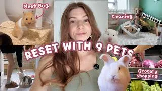 Thumbnail: Reset with 9 Pets + Meet Bug 🐹 🐛