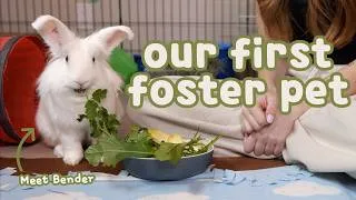 Thumbnail: Bringing Home Our First Foster Rabbit 🐰