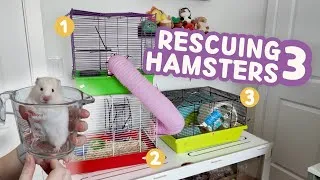 Thumbnail: I rescued THREE Hamsters living together😦
