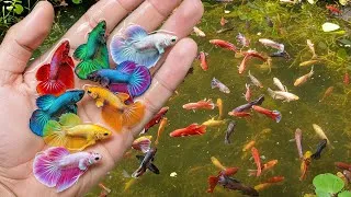 Thumbnail: Catch wild betta fish after rain in the field by hand - Catch colorful ornamental fish