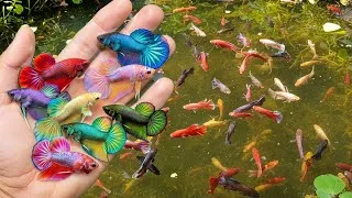 Thumbnail: Catch colorful wild betta fish under the rain by hand, wild ornamental fish, fighting fish
