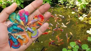 Thumbnail: Catch wild ornamental fish in small pond by hand, ornamental fish, aquarium fish, tropical fish
