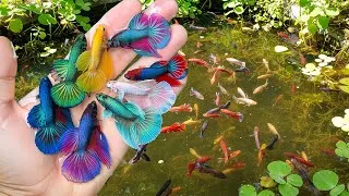 Thumbnail: Amazing catch wild betta fish in small pond edge by hand, wild ornamental fish, fighting fish
