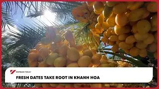 Thumbnail: Fresh dates take root in Khanh Hoa | Vietnam Today