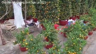 Thumbnail: Chợ đào tết 2023 tại chiềng sinh Sơn La