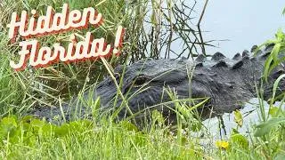Thumbnail: One of Florida's BEST Free Wildlife Experiences | Lake Apopka Wildlife Drive