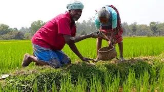 Thumbnail: Tribe grandmother collect crab from rice field and cooking in Handi | Kankra Handi recipe