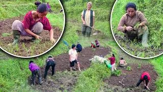 Thumbnail: Millet Farming in the Nepali Village | Kodo Ropai | Millet Planting in rural areas Nepal | #farming