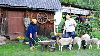 Thumbnail: Country life can be Wonderful. Our summer fairy tale on a small farm🐑🐕‍🦺🐈🐓