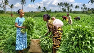 Thumbnail:  🥬 From Farm to Table ! African Mom Harvesting Fresh  Vegetables & Cooking Delicious Chicken Curry
