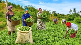 Thumbnail: African Village Mom Huge Vegetable Harvest! Traditional African Village Cooking 🌿