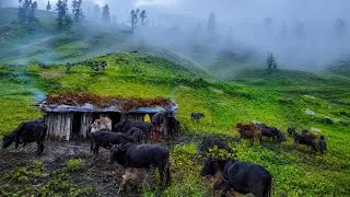 Thumbnail: Real Himalayan Village Life During a Rainy Day  | Peaceful & Relaxing Life | Traditional Cooking