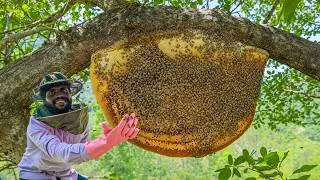 Thumbnail: Attacked by Bees While Harvesting Honey! | Real Village Life