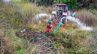 Thumbnail: Amazing Snakehead Murrel Fish Catching and Cooking in Beautiful Village