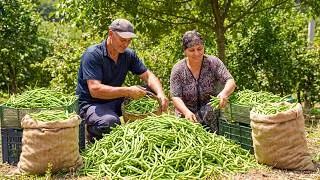 Thumbnail: Fresh Green Bean and Cucumber Harvest from Our Village Garden! Traditional Preservation Method
