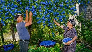 Thumbnail: Life in a Mountain Village Far from Civilization: Plum Harvest and Fruit Juice Making!