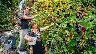 Thumbnail: Fresh Blackberry Harvest and Homemade Jam | Traditional Village Cooking