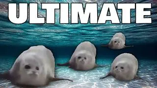 Thumbnail: Bouncing Seals ULTIMATE 4