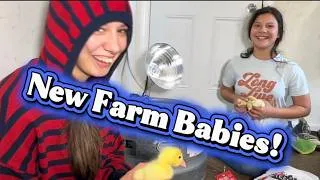 Thumbnail: VC Family Homestead New Farm Babies