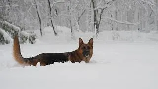 Thumbnail: Rocky and Winter Blizzard