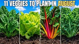 Thumbnail: ☘️ 11 Vegetables to Plant in August Before It's Too Late!