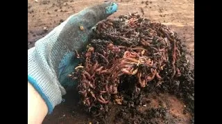 Thumbnail: The best Worm food for fastest growth and reproduction. Inexpensive and readily available