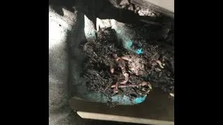 Thumbnail: Free worms for your garden or worm farm. Easy DIY Worm Trap.