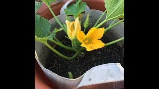 Thumbnail: Lots More Zuccinni!  Learn how to hand pollinate. Very easy trick!