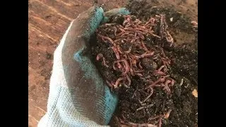 Thumbnail: Easiest Worm Bin setup for maximum success and results. Listen to Nature!