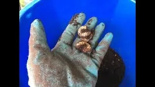Thumbnail: Grubs, Good Composters? Watch results Part 2. A little surprising!