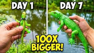 Thumbnail: 7 Days Later: The Giant Lizard grew 10X BIGGER! #play something new！#play #playing #toys