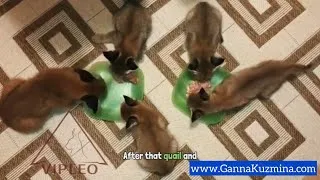 Thumbnail: How We Feed Our Caracats | Diet, Raw Meat & Nutrition Explained by Breeder Ganna Kuzmina