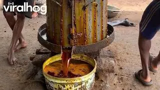 Thumbnail: Palm Oil Production in Nigeria || ViralHog