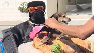 Thumbnail: Man Shows Off Stylish Dog Squad || ViralHog