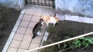 Thumbnail: Flirting Cats