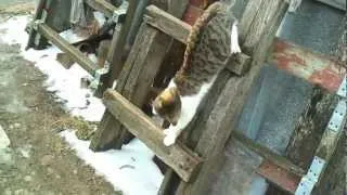 Thumbnail: A playful Cat...